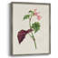 «Pretty Pink Botanicals VI», reproduction encadrée - bois massif 2768833-880584935