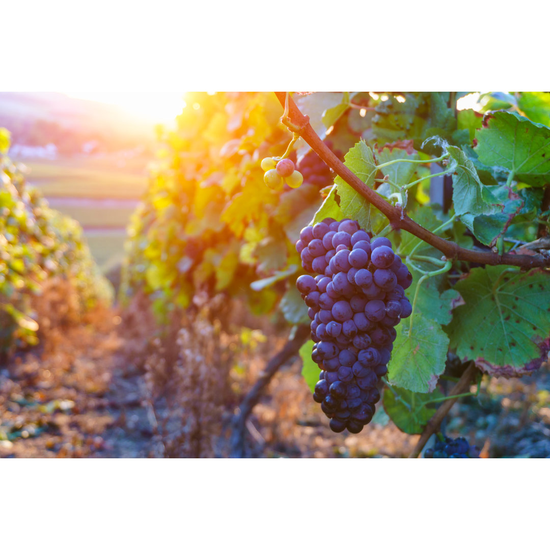 Leinwandbild Vine Grapes in Champagne Region in Autumn Harvest