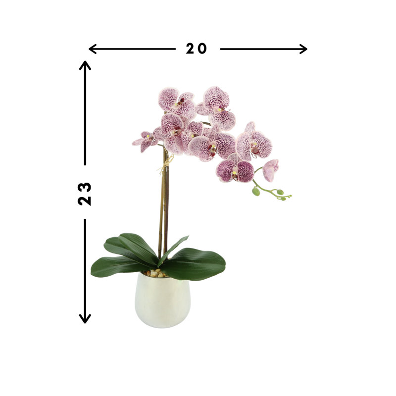 Orchid In A Silver Vase