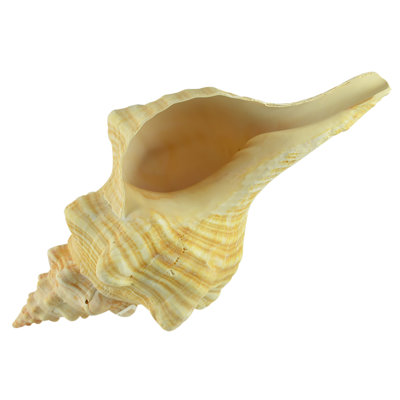 Sculpture coquille de conque Mccullar