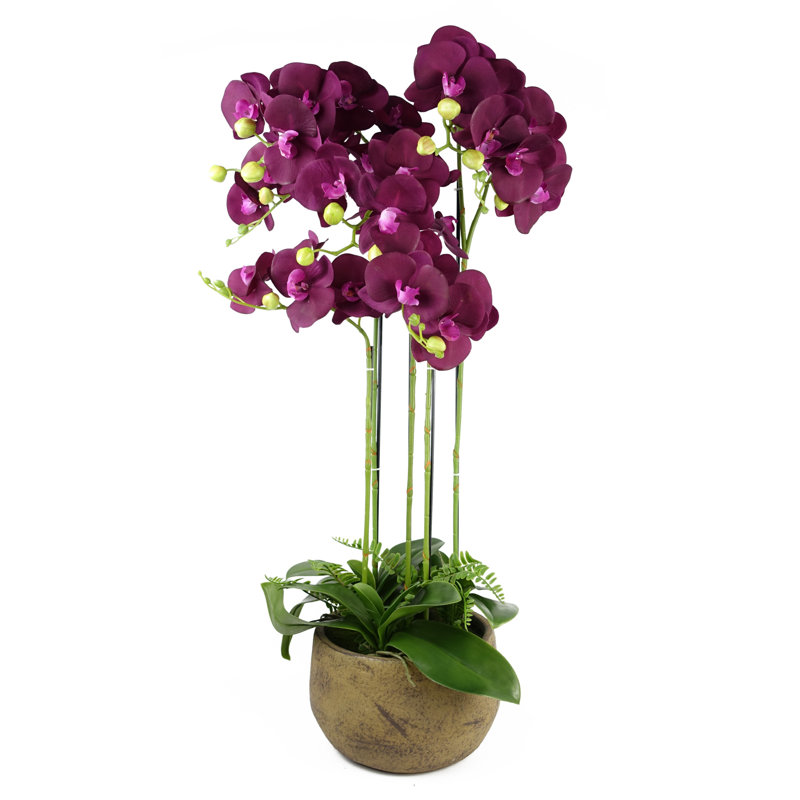 Anneus 80cm Plant