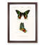 Madagascan Sunset Moth PL. 14 by Charles d Orbigny - Framed Print-55577477-55577479