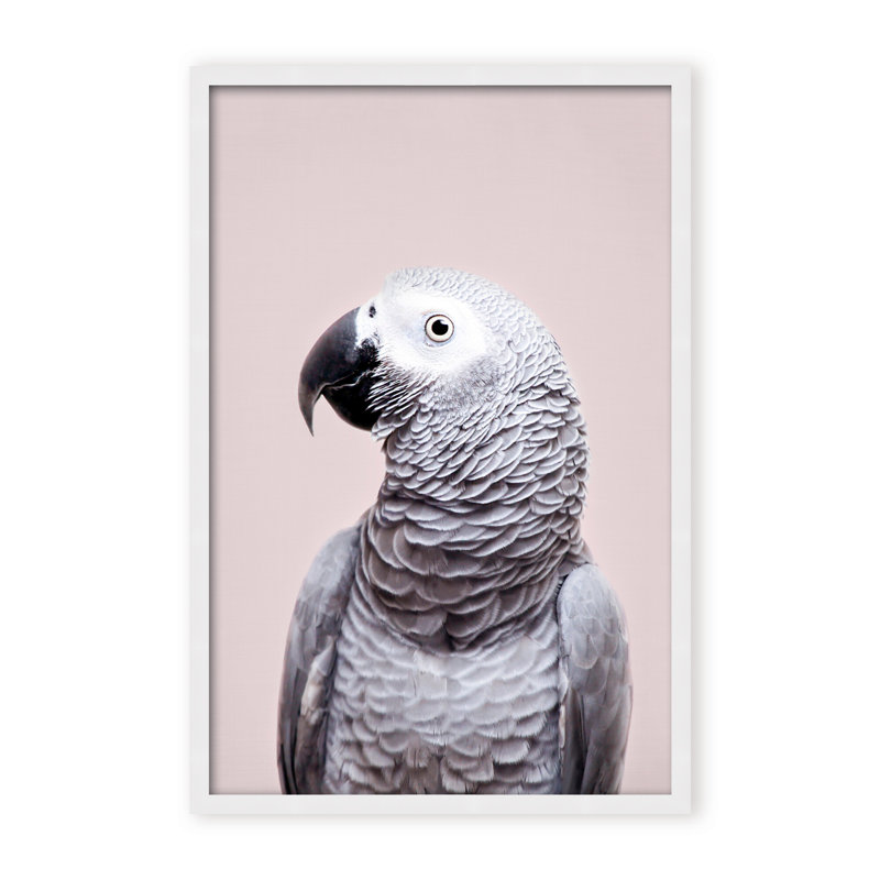 Nature Inspired African Gray by  - Picture Frame Photograph on Paper, 36" H x 24" W x 1.125" D, Framed Matted Print, Black