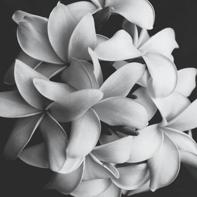 Flower Bunch Grayscale - Wrapped Canvas Print