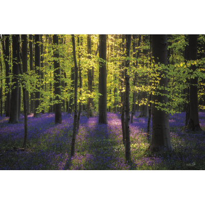 Vert frais et jacinthes des bois