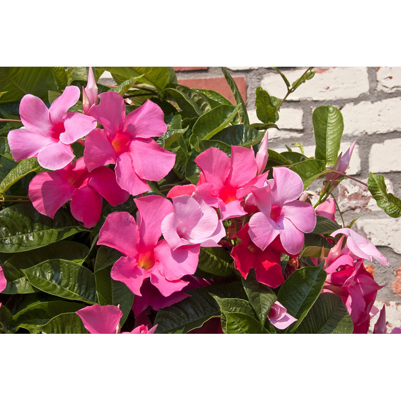 Pink Mandevilla - Wrapped Canvas Print, 20cm H x 30cm W x 3.8cm D