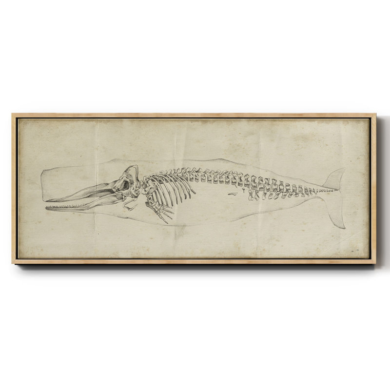" Whale Study II ", Natural, 24" H x 60" W x 1.5" D