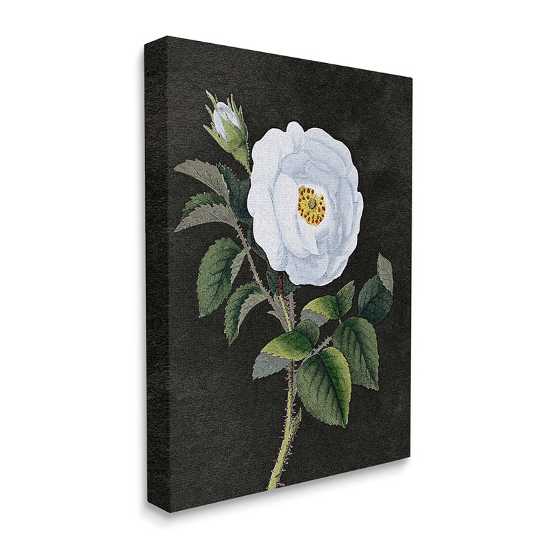«White Poppy Illustration Vintage Flower Thorns» par Daphne Polselli - impression d'art graphique, H 30 po x l 24 po x 1,5 po