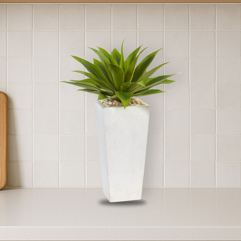 Agave Silk Plant in White Planter