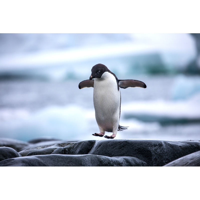 " Antarctic Adelie Penguin " by Kourafas5, 12" W x 8" H