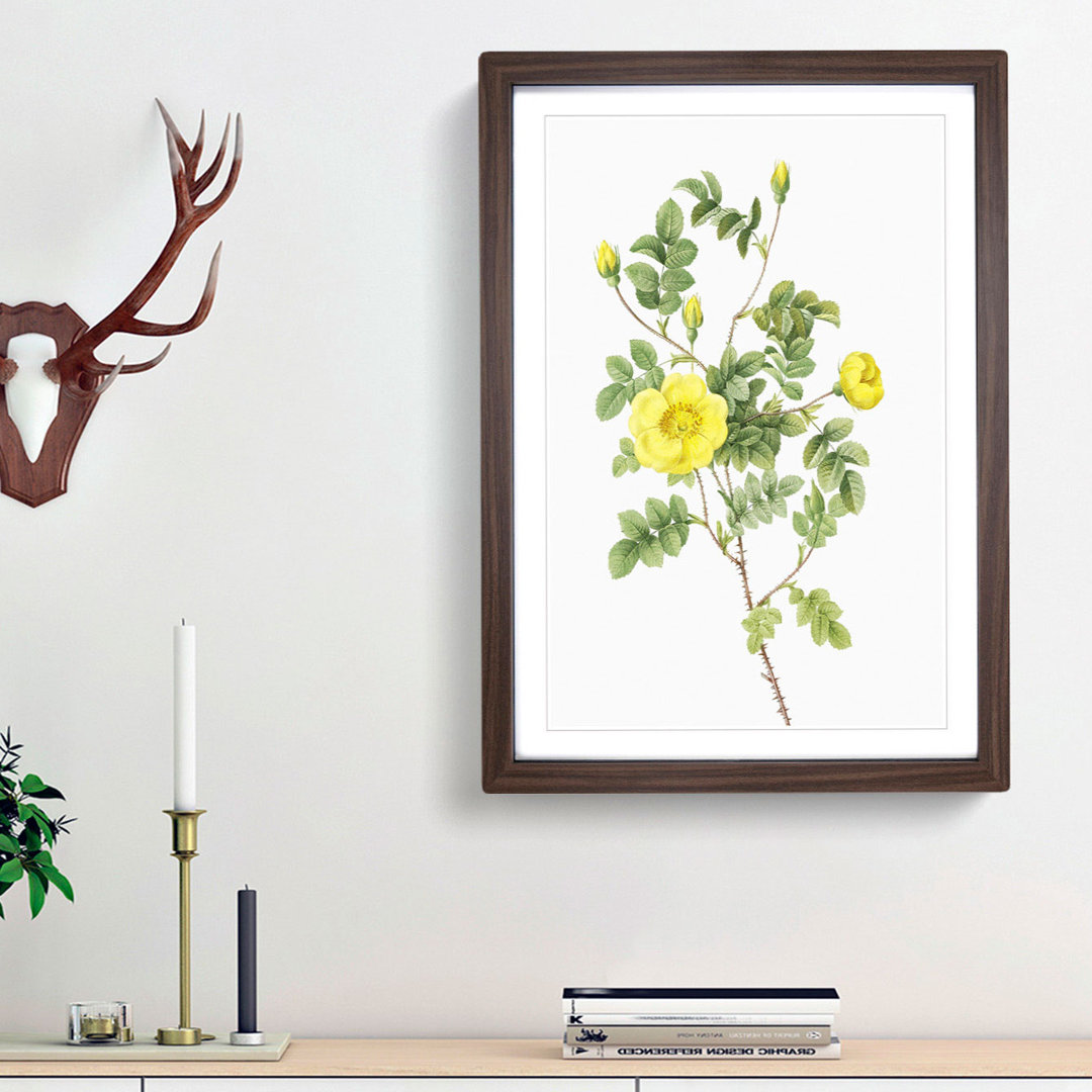 Sweetbriar Rose in Yellow by Pierre-Joseph Redoute - Picture Frame Art Prints