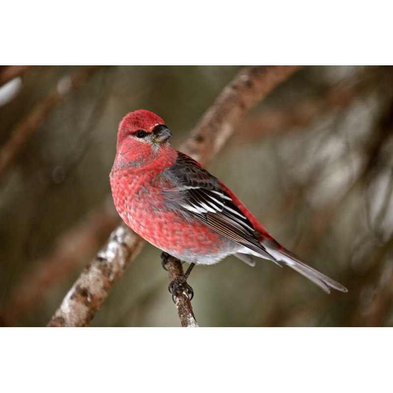 " Red Crossbill ", 32" H x 48" W
