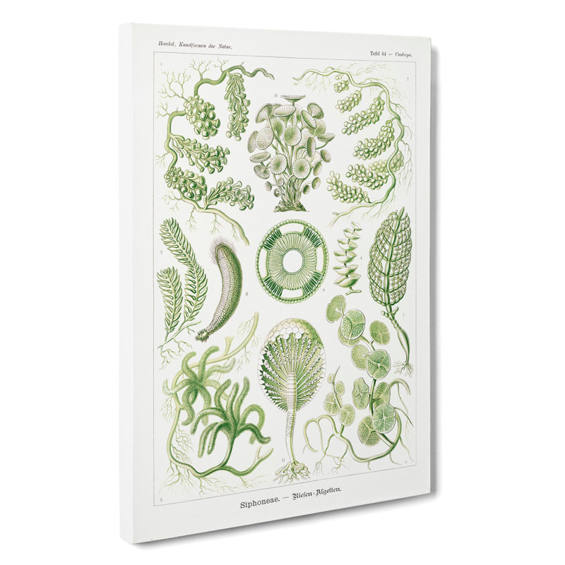 Siphoneae Algae by Ernst Haeckel - Wrapped Canvas, 50cm H x 35cm W x 3cm D