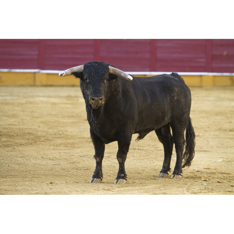Brave Bull by Digicomphoto - Wrapped Canvas Print, 30cm H x 46cm W