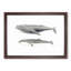 Humpback & Minke Whale by C.M. Scammon - Picture Frame Graphic Art Print-55641146-55641147