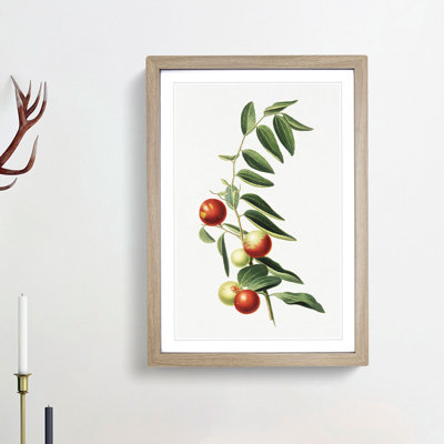 Chinese Jujube Plant by Giorgio Gallesio - Picture Frame Painting Print