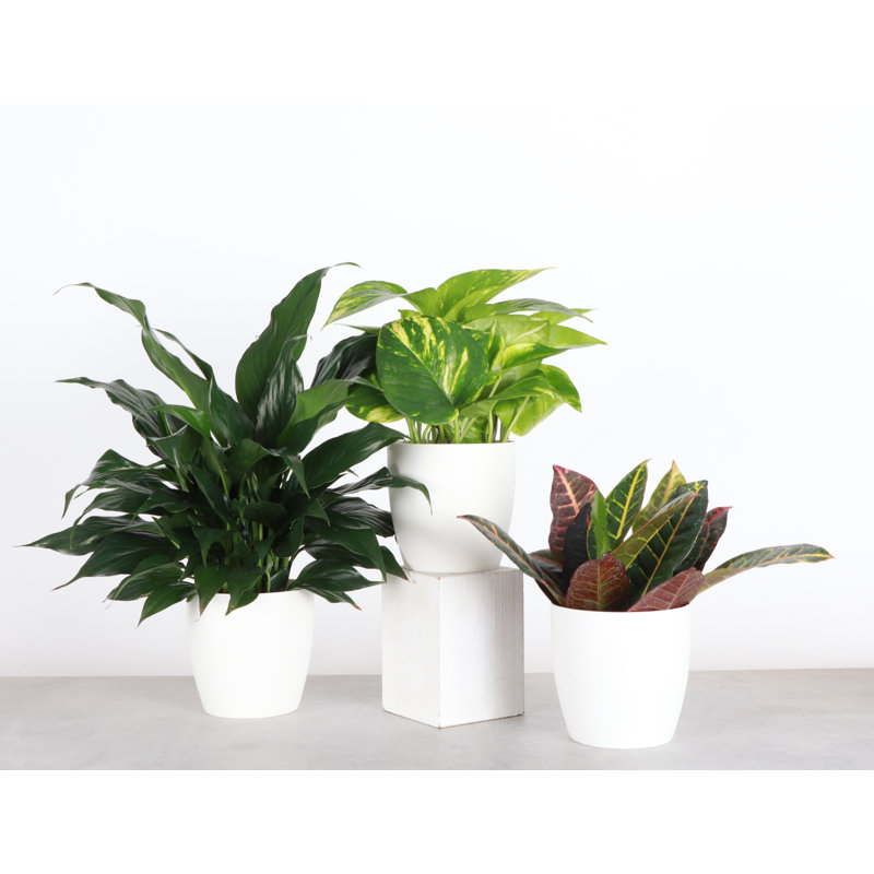 Plant in Pot, White