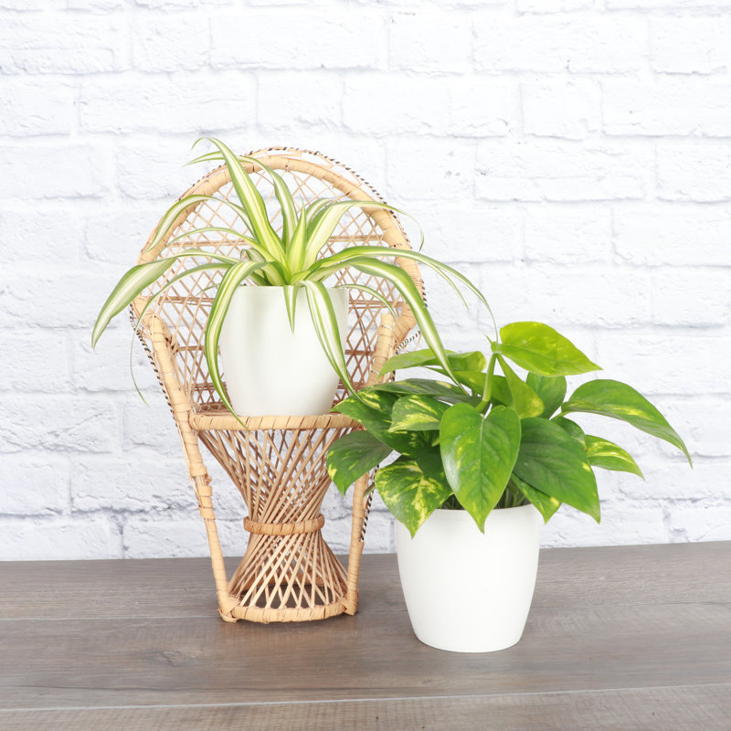 Live Air Purifying Houseplant Set in Classic Pots, White