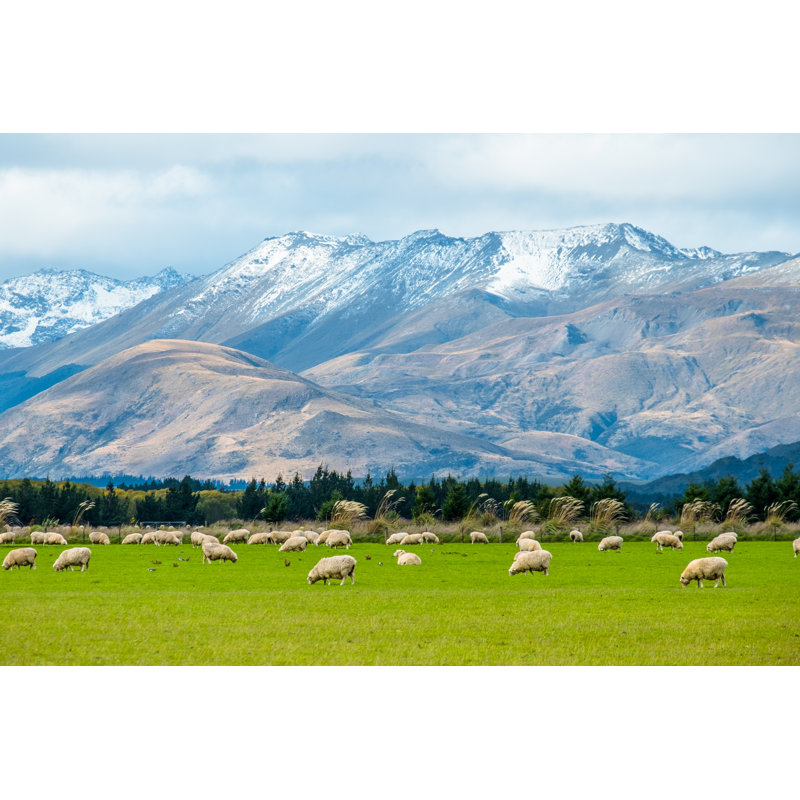 Sheep On Grassland by Huafires - Wrapped Canvas Print, 30cm H x 46cm W