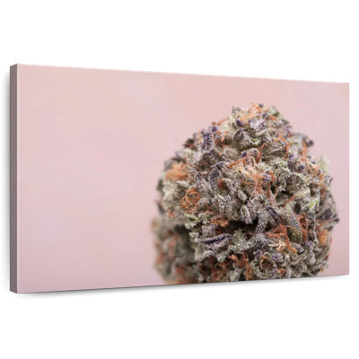 Bud Of Marijuana