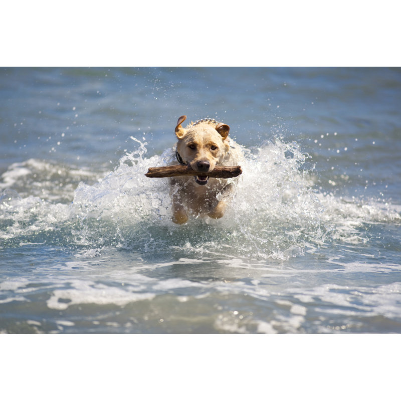 Labrador Dog In The Ocean - Wrapped Canvas Print, 30cm H x 46cm W x 3.8cm D