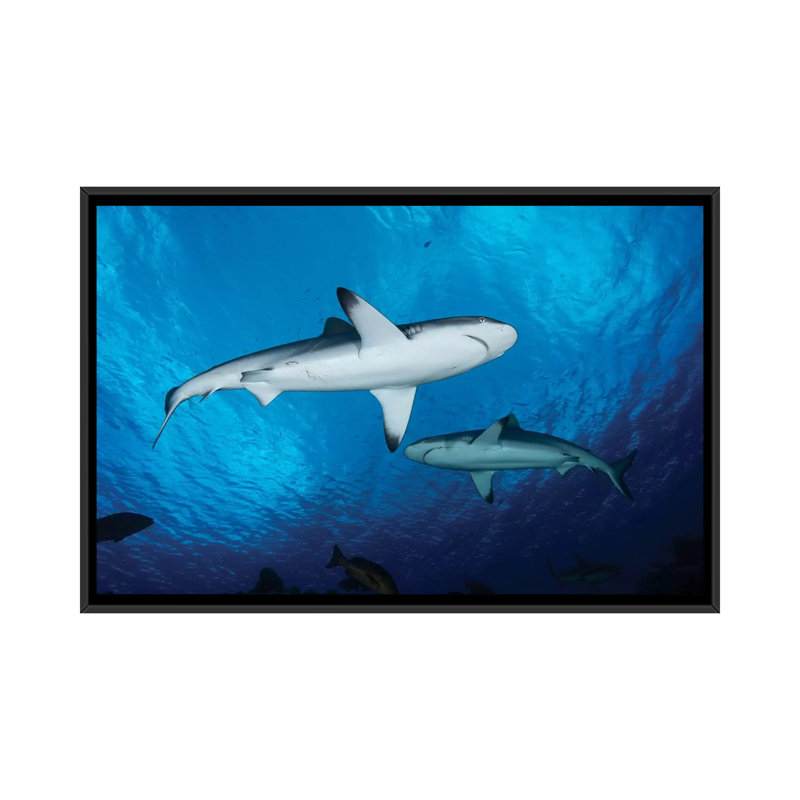 « requins de couleur grise, yap, micronésie », impression sur toile, H 18 po x l 26 po x P 1,5 po, Toile encadrée noire