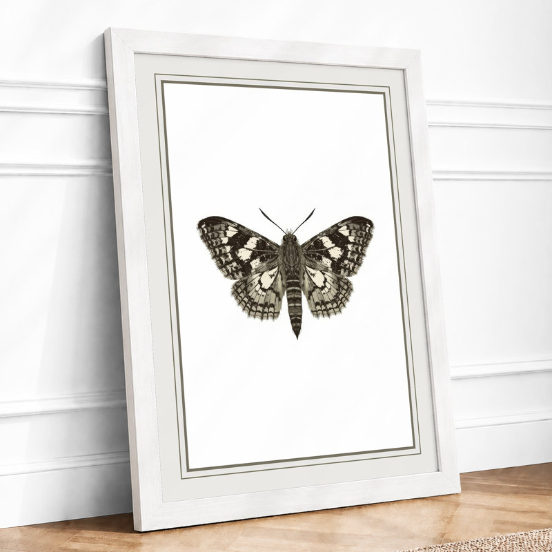 Butterfly Specimen Study Botanical - Print, A1 - 84.1 x 59.4 cm, White