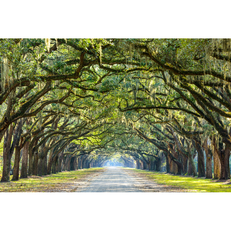 Country Road With Oaks - Wrapped Canvas Print, 30cm H x 46cm W x 3.8cm D