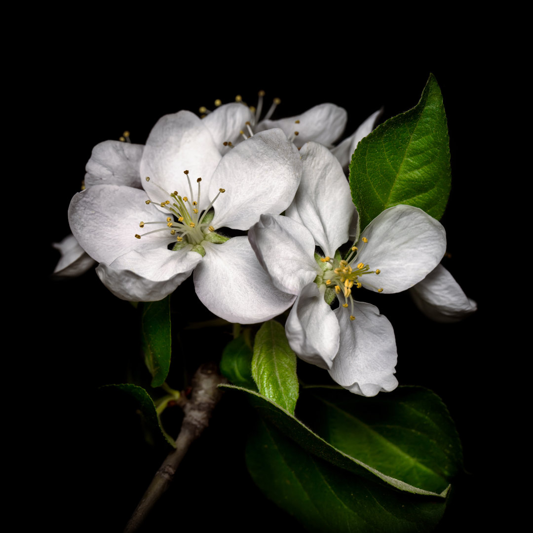 Apfelbaumblüte isoliert auf schwarzem Hintergrund von Sankai - Ohne Rahmen auf Leinwand drucken