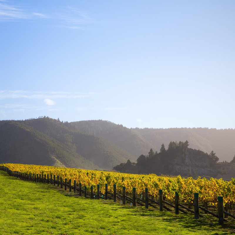 Vineyard in Autumn 1 Piece Wrapped Canvas Wall Art, 51cm H x 51cm W
