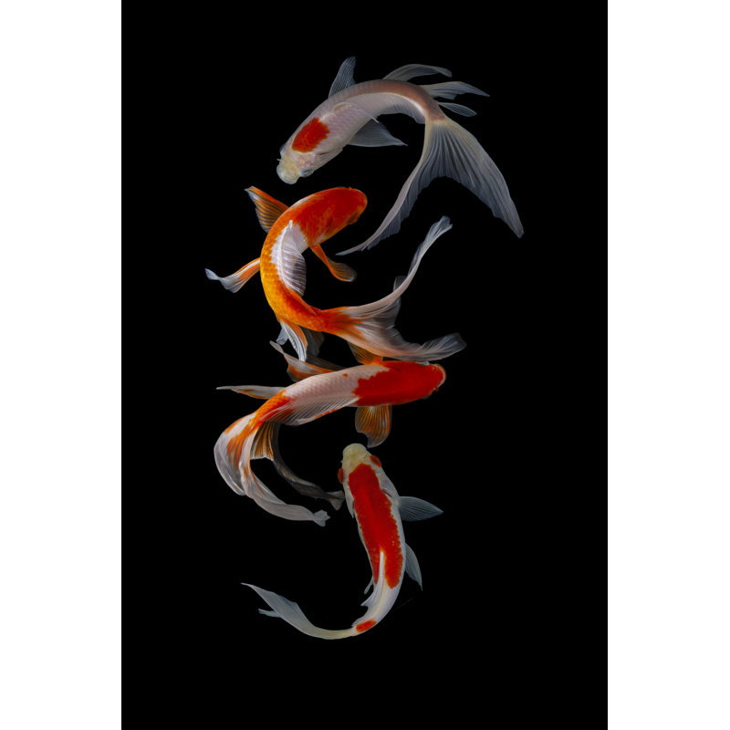 Koi Fish - Wrapped Canvas Print, 76cm H x 51cm W x 3.8cm D