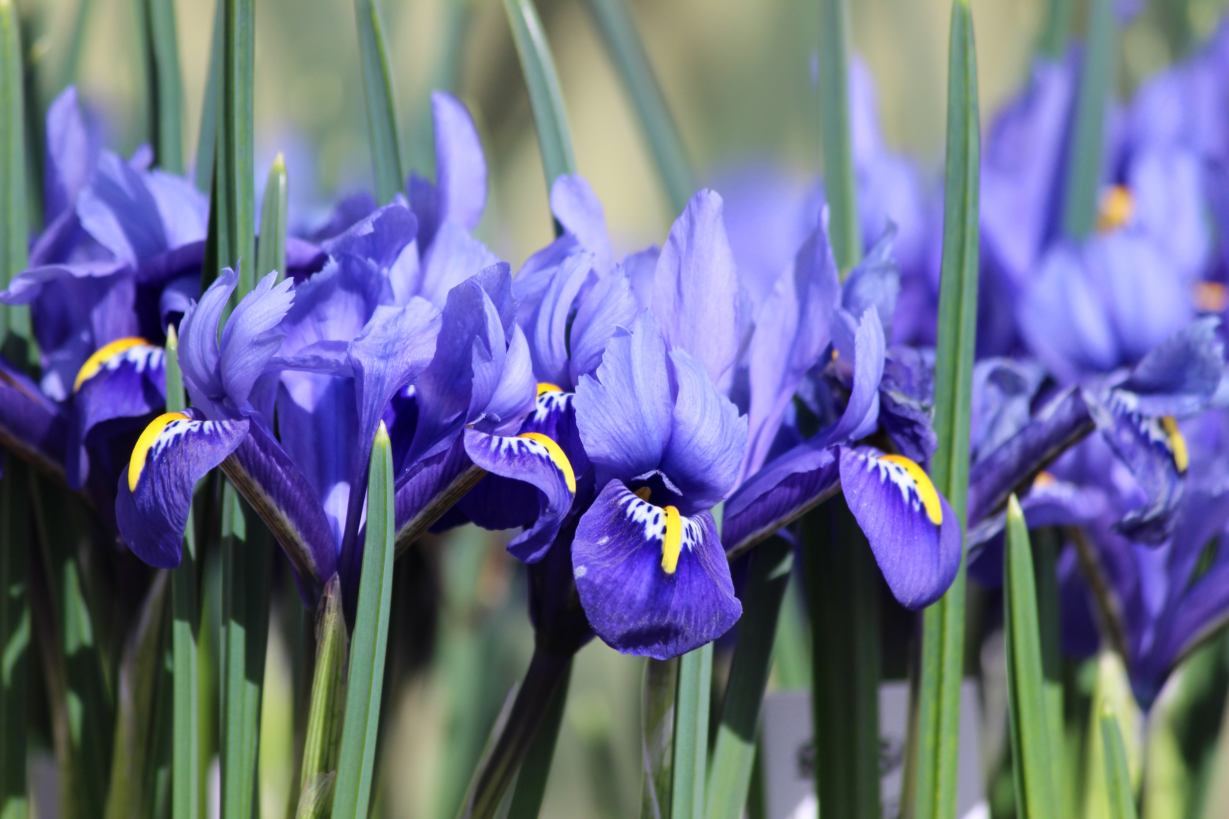 Spring Iris 17 Stories Image Of Iris Flowers Growing In Spring Garden Border by ...