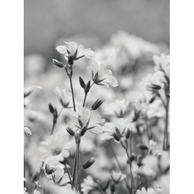 Fleurs printanières