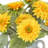 Sunflowers Arranged in Stone Vase