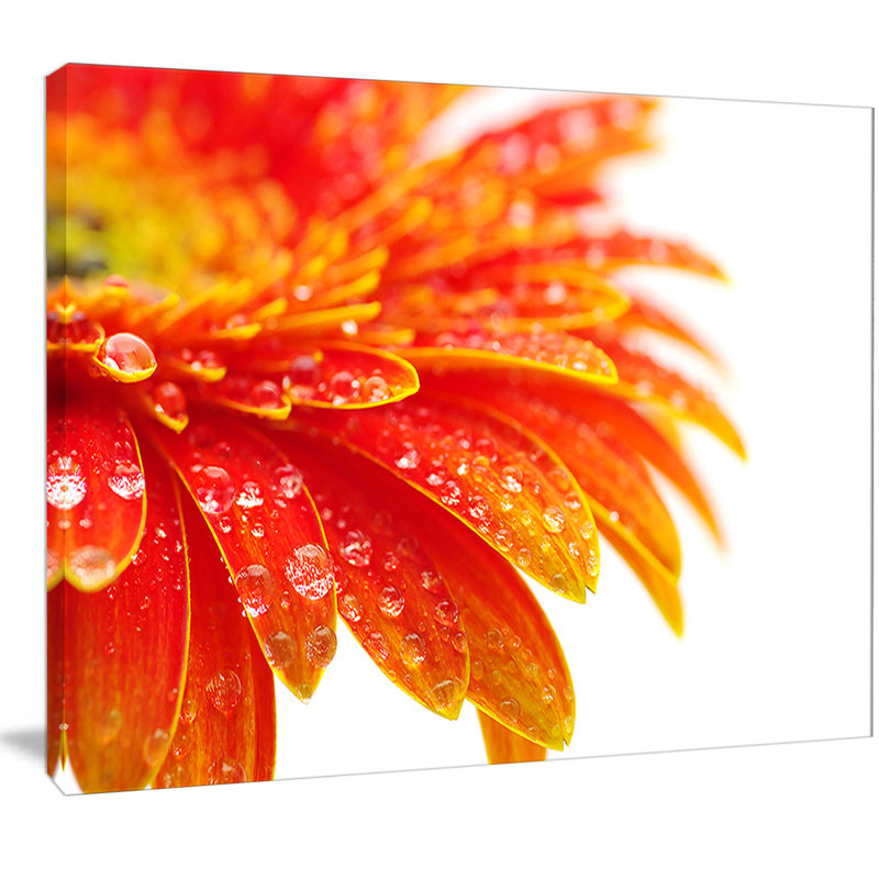 " Orange Gerbera With Raindrops ", 12" H x 20" W