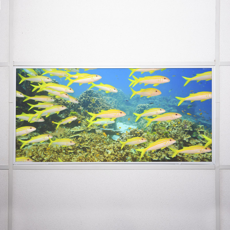 Couvre-lampes fluorescents pour salle de classe Ocean - pour luminaire 2 x 4 - par Octo Lights
