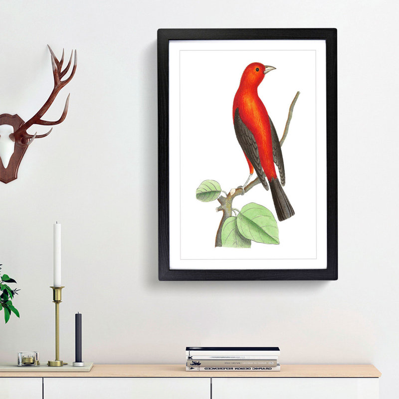 Brazilian Tanager Bird by George Shaw - Framed Print, 48cm H x 36cm W x 2cm D, Black Framed