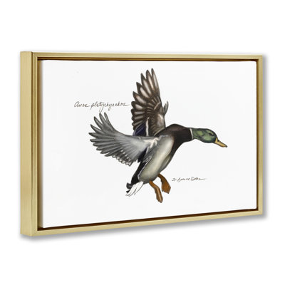 Flying Mallard Duck Gold Framed Floater Canvas by Jadei Graphics