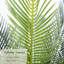 Arbre de cygne artificiel résistant aux rayons UV, cycad artificiel pour décoration de porte de patio-525441599