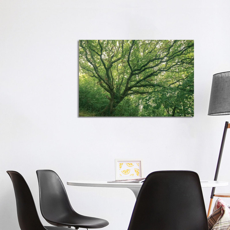 Oak Forest by Adam Burton - Wrapped Canvas Print, 101.6 cm H x 66.04 cm W x 1.91 cm D