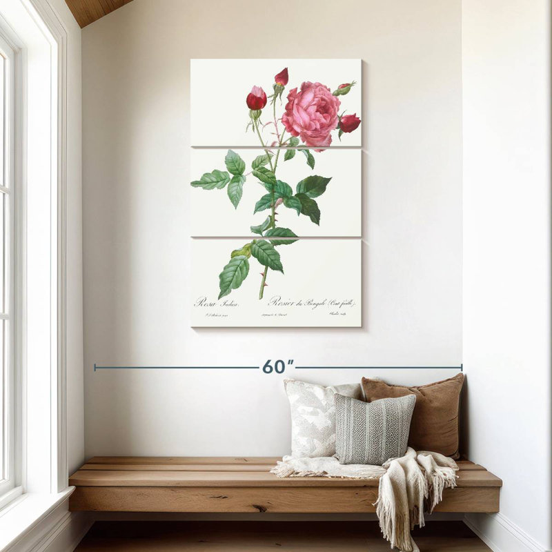 Provence Rose Rosa Indica de Les Roses, H 45 po x l 28 po