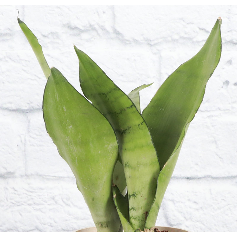 Live Moonshine Snake Plant, 6" Diameter
