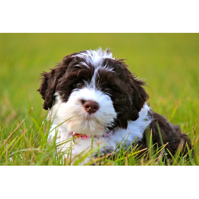 Portuguese Water Dog 1 Piece Wrapped Canvas Wall Art