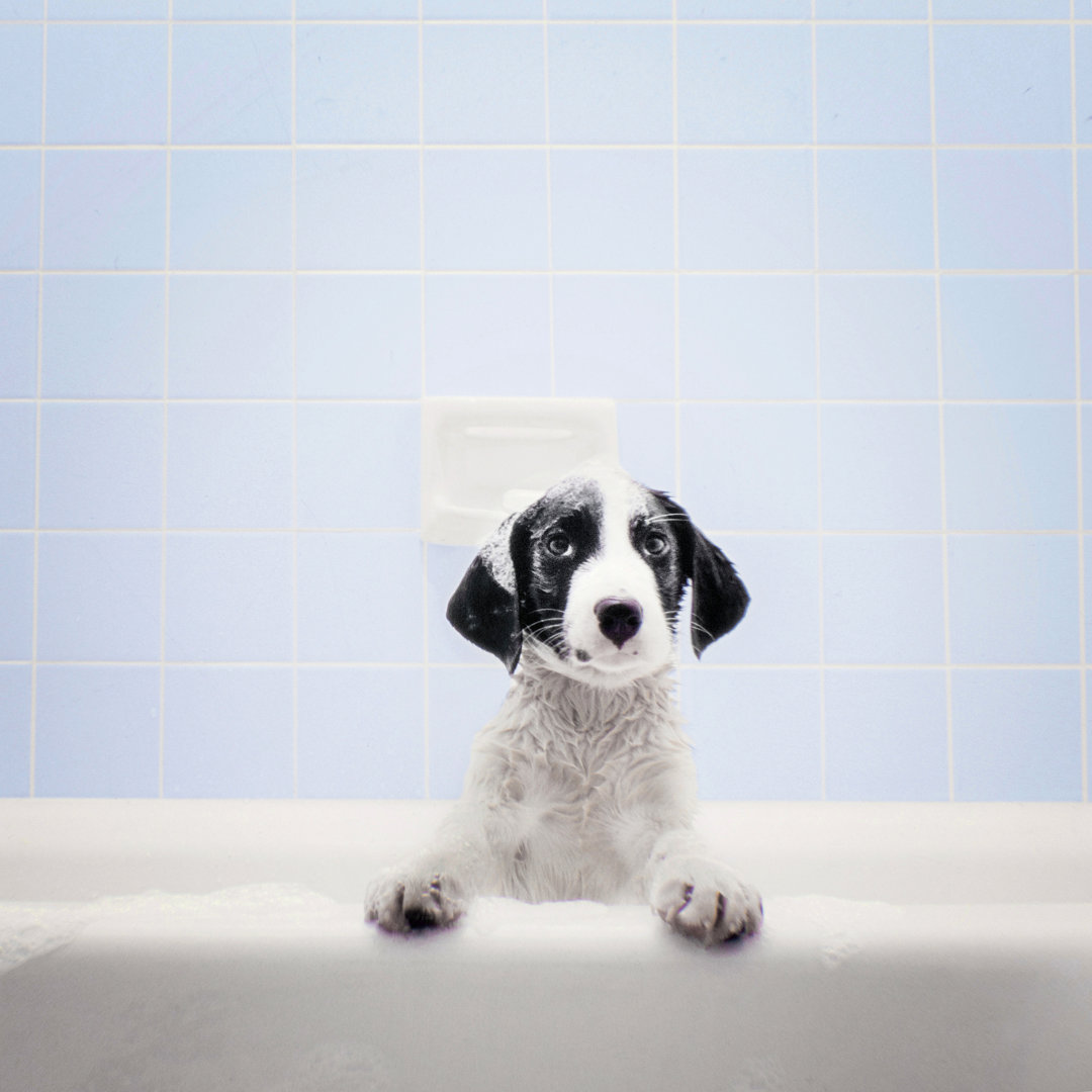 Puppy In Bathtub von Stevecoleimages - Ohne Rahmen auf Leinwand drucken