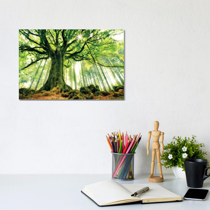 Ponthus' Beech by Christophe Kiciak - No Frame Print on Plastic / Acrylic, Wrapped Canvas, 20.32 cm H x 30.48 cm W