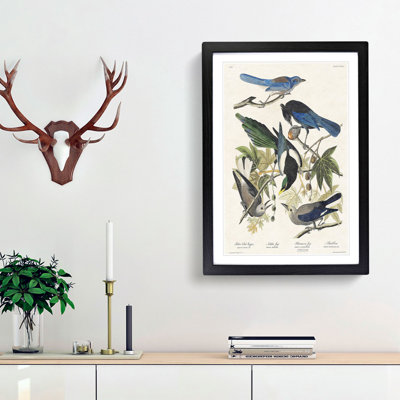 Magpie, Crow & Jay Birds by John James Audubon - Framed Print