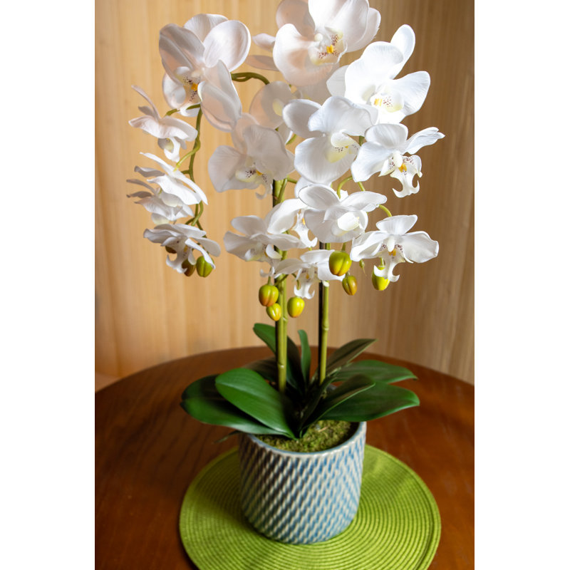 Orchid Arrangement in Vase
