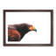 Golden Eagle - Picture Frame Painting Print-55732943-55732942
