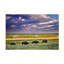 Animaux Buffalo In Field sur impression sur toile-1893045561