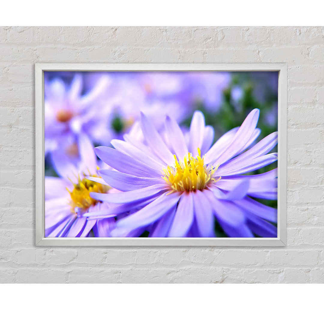 Pretty Violet Flowers - Einzelne Bilderrahmen Kunstdrucke auf Leinwand